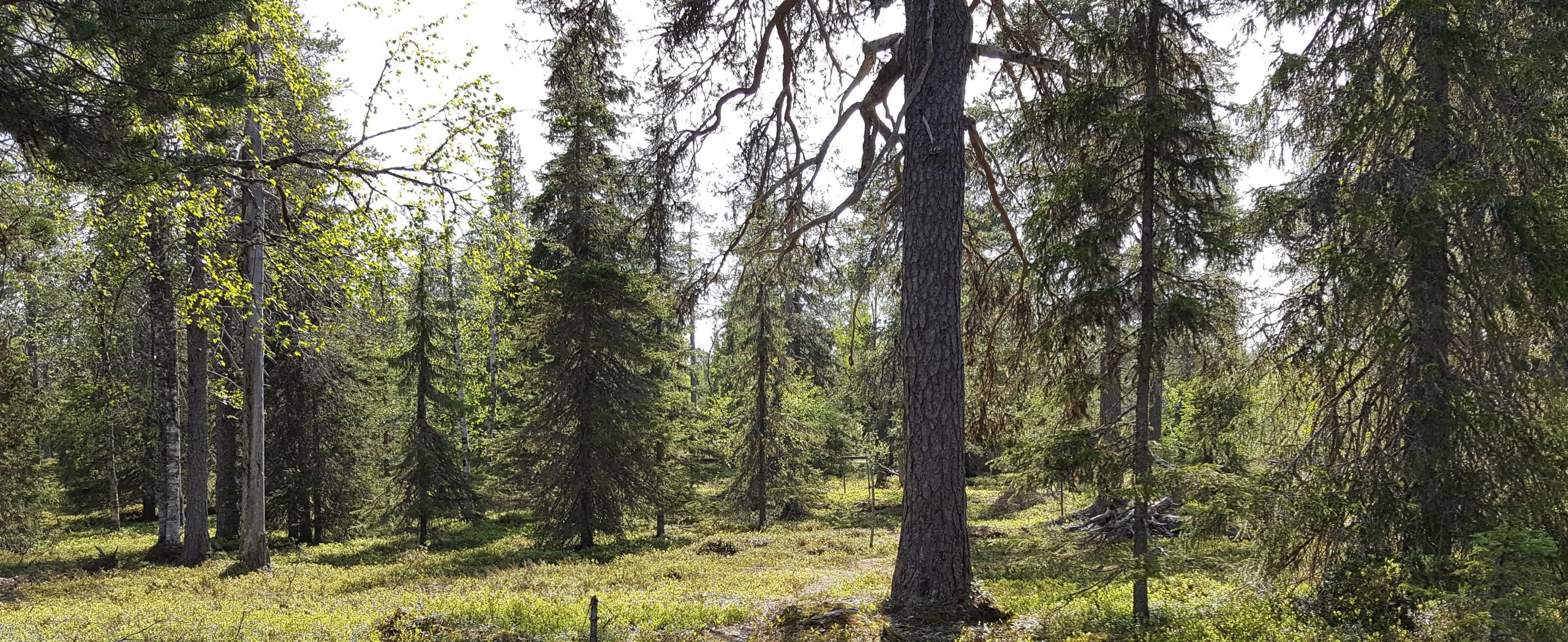 blogs.uef.fi